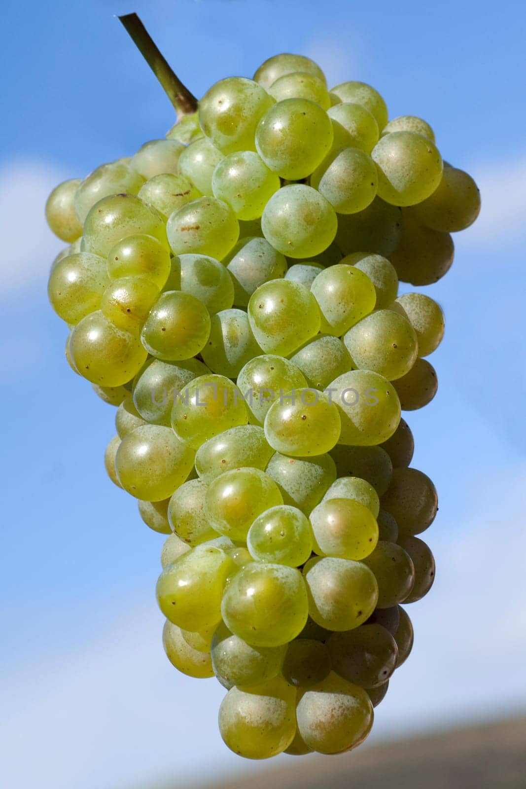 Weissburgunder,Weisswein,Weisse,Grapes