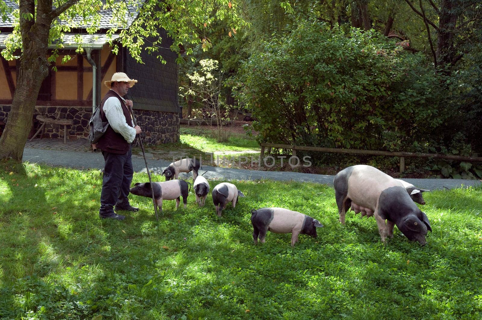 Sattelschwein, Deutsche, Nutztierrasse