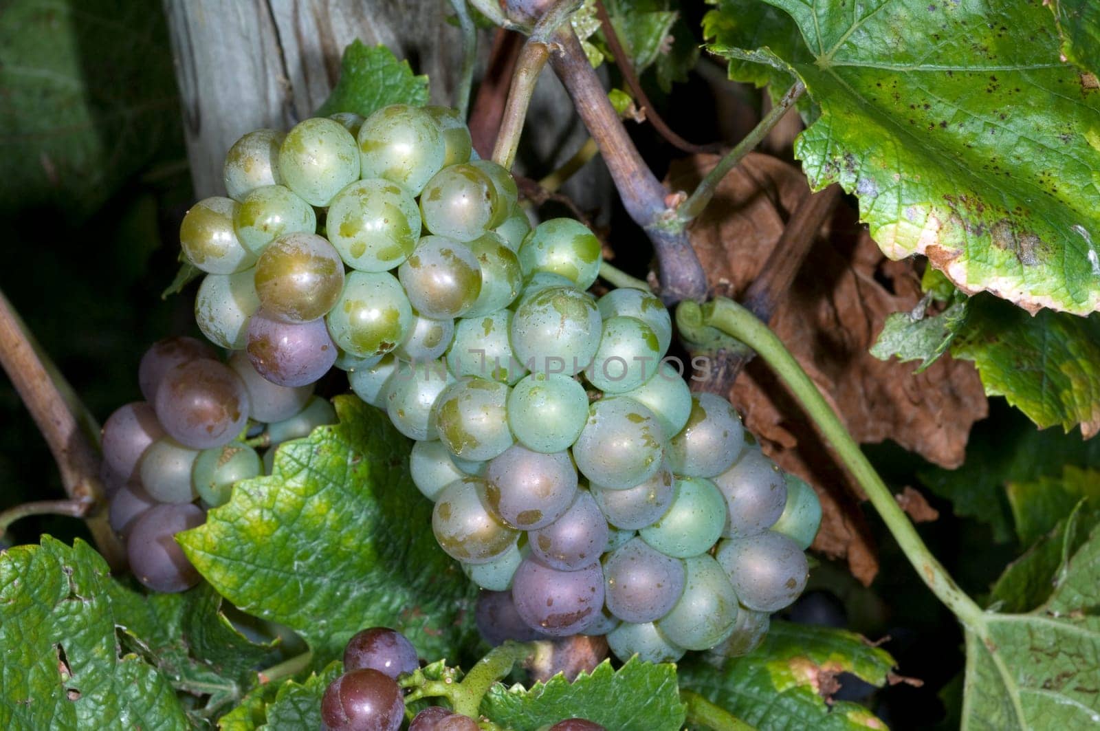 Weissburgunder,Weisswein,Weisse,Grapes