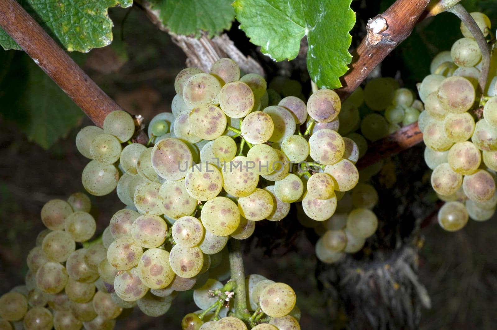 Weissburgunder,Weisswein,Weisse,Grapes