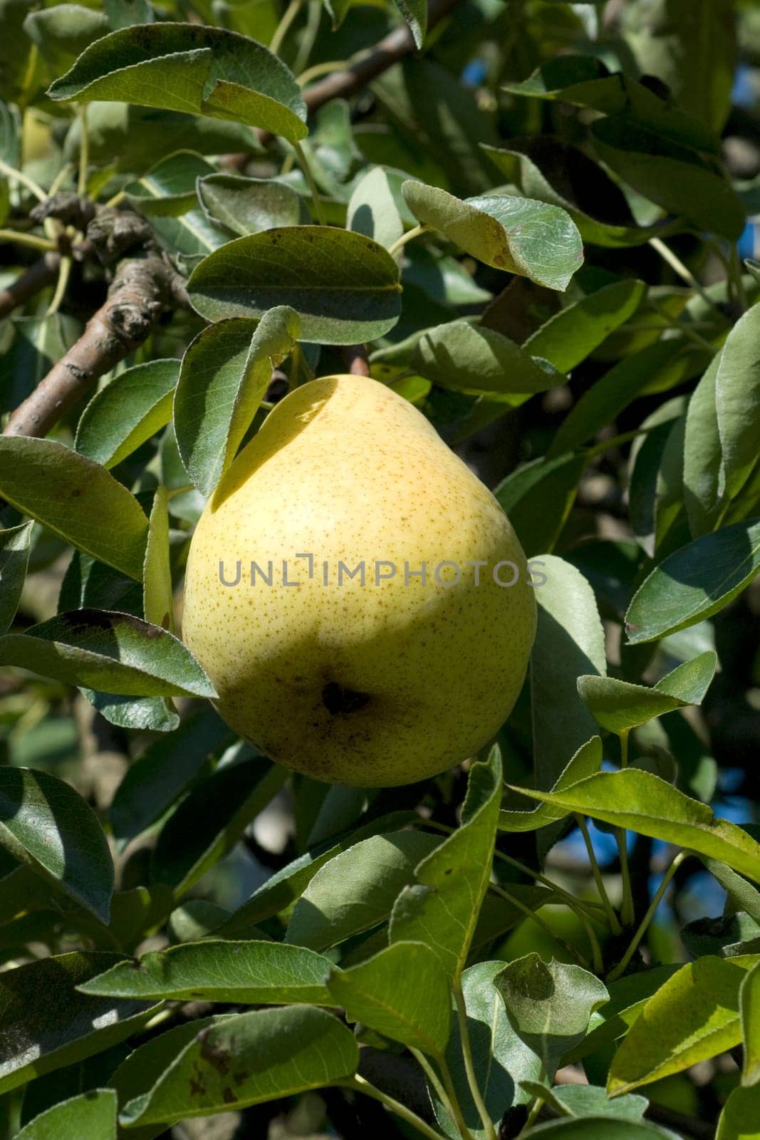 Williams,Christian,Pear,Pyrus communis