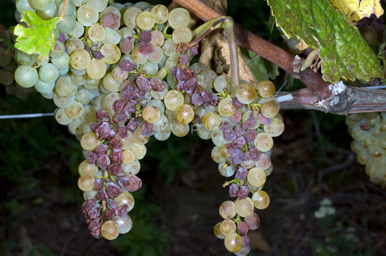 dry fauna,plant disease,Pinot Blanc