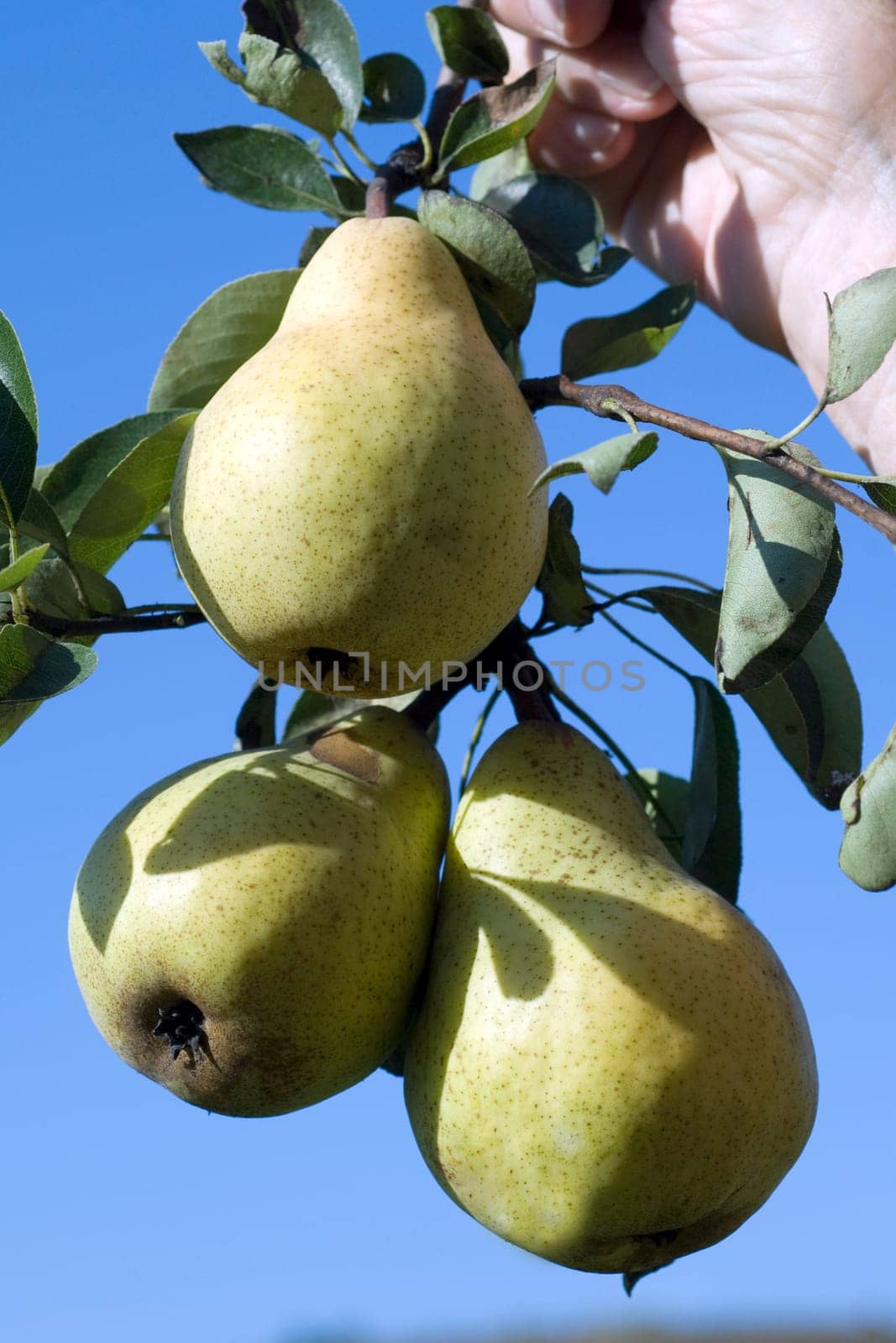 Williams,Christian,Pear,Pyrus communis