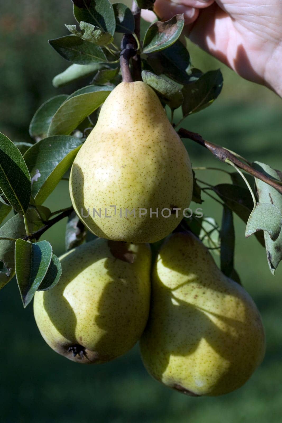 Williams,Christian,Pear,Pyrus communis