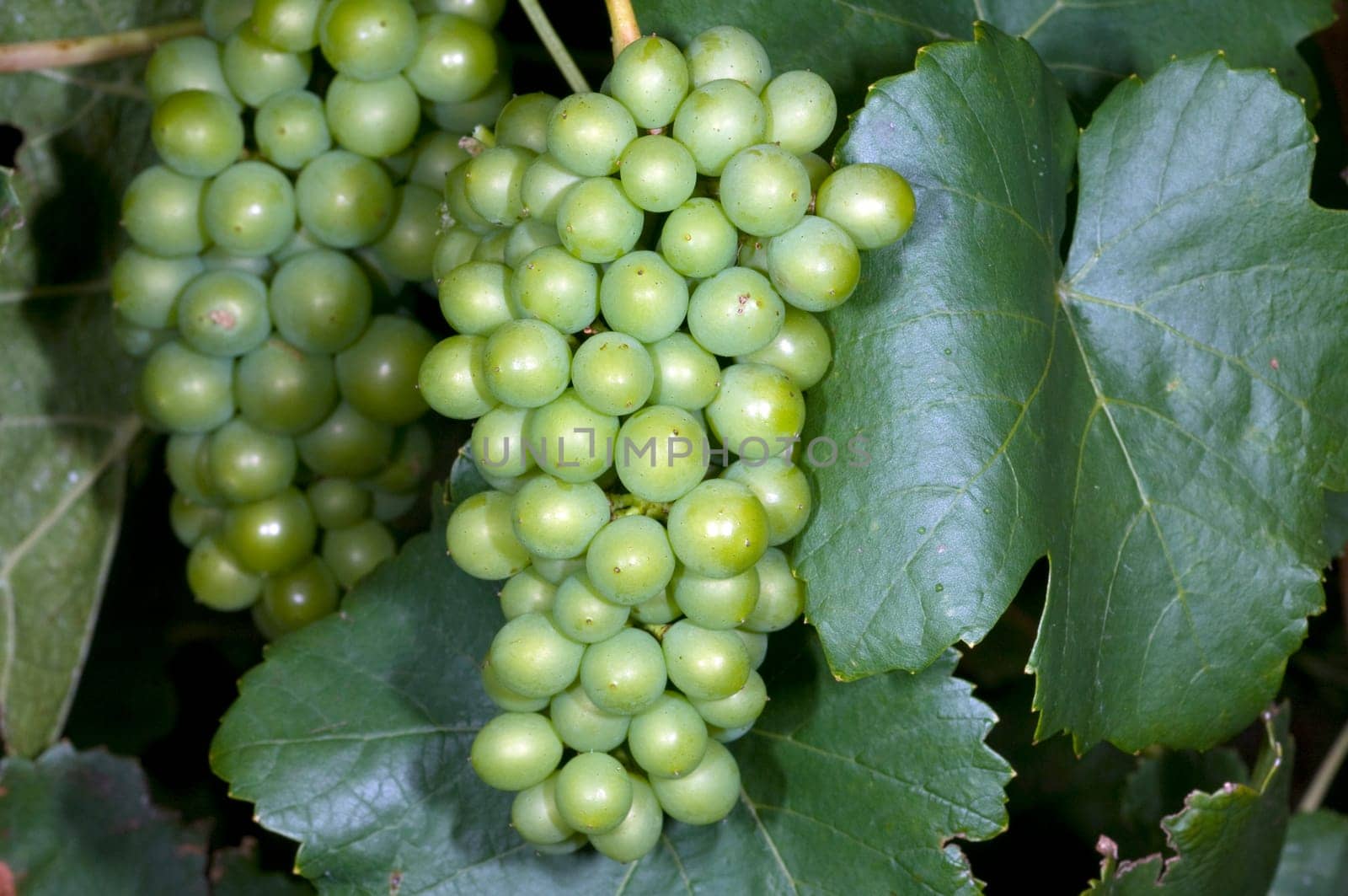 Weissburgunder,Weisswein,Weisse,Grapes