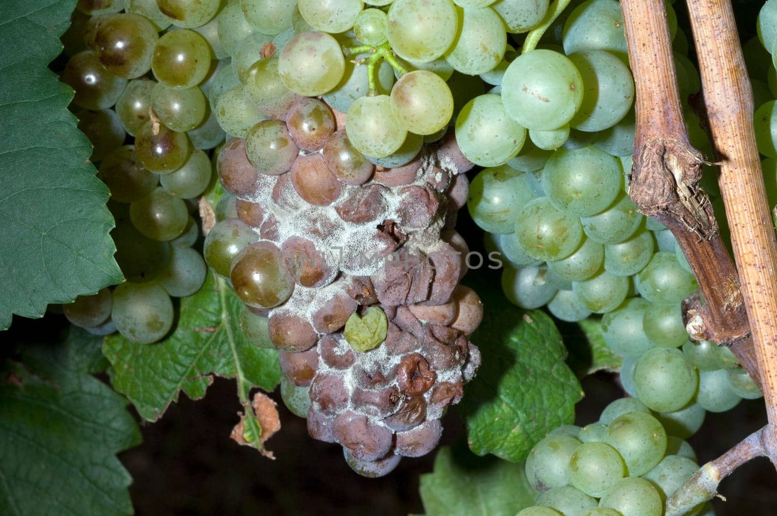 dry fauna,plant disease,Pinot Blanc
