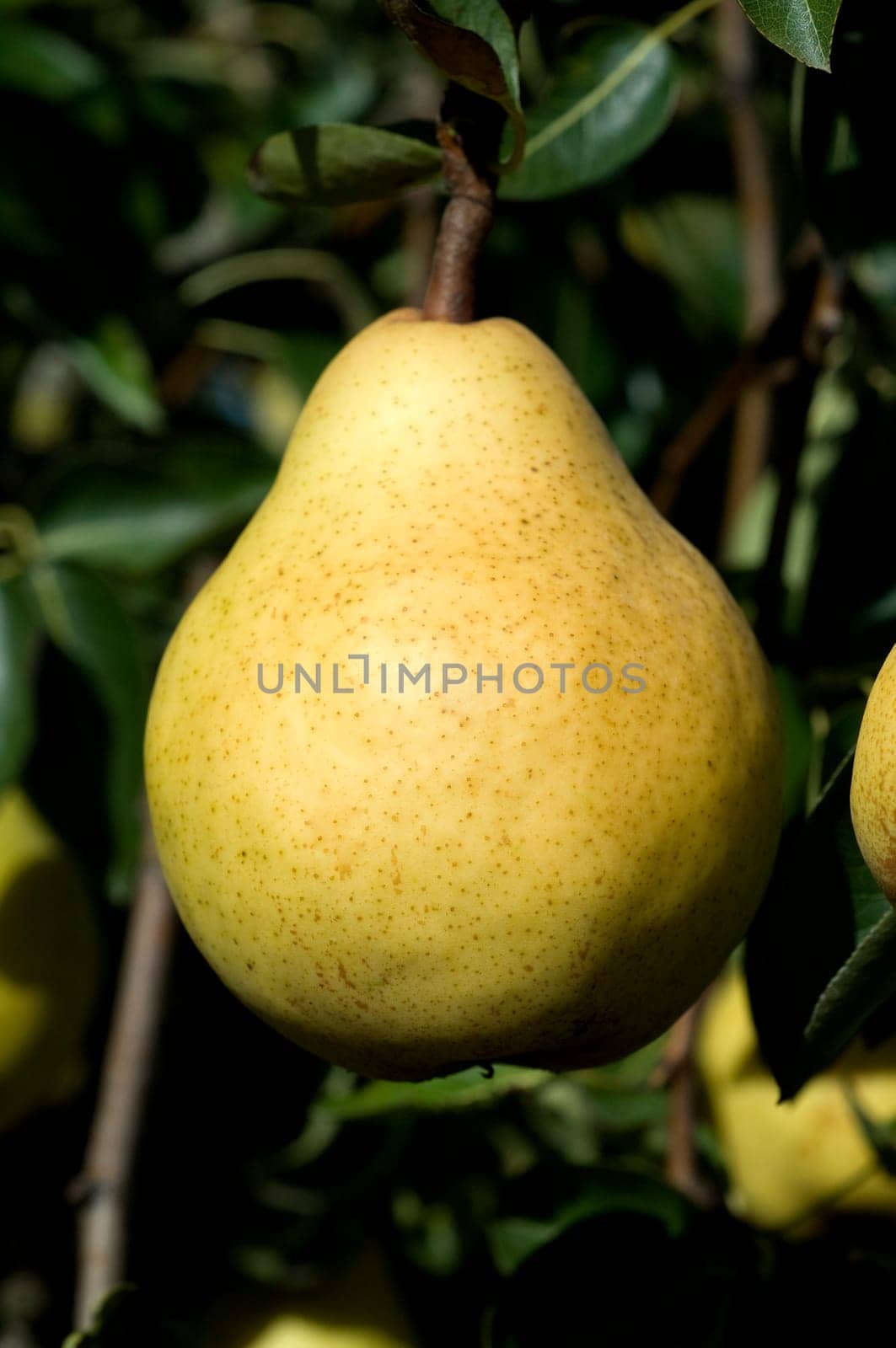 Williams,Christian,Pear,Pyrus communis