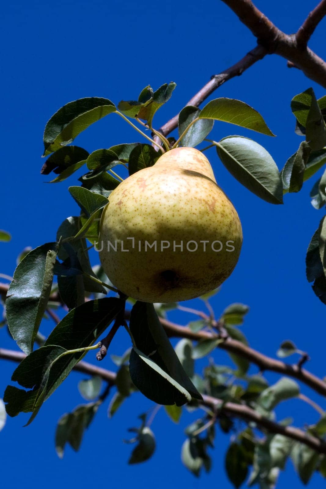 Williams,Christian,Pear,Pyrus communis