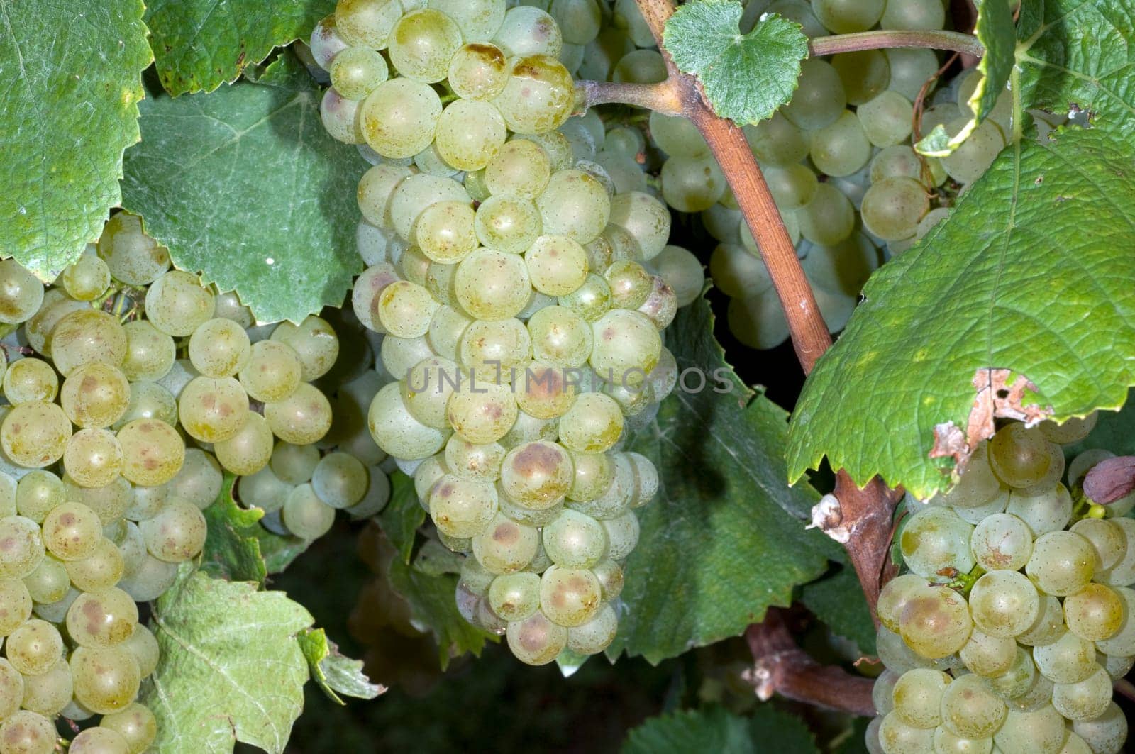 Riesling, Weisswein, Weisse, Weintrauben