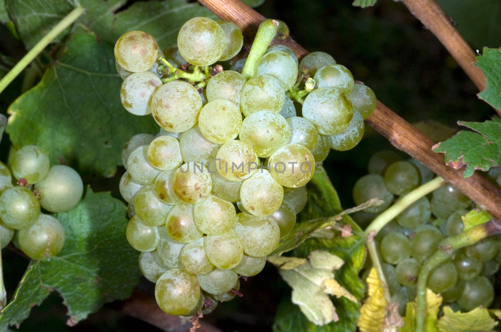Weissburgunder,Weisswein,Weisse,Grapes