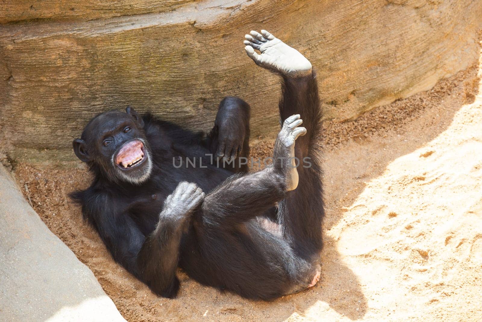 Central Chimpanzee on the ground resting with funny expression