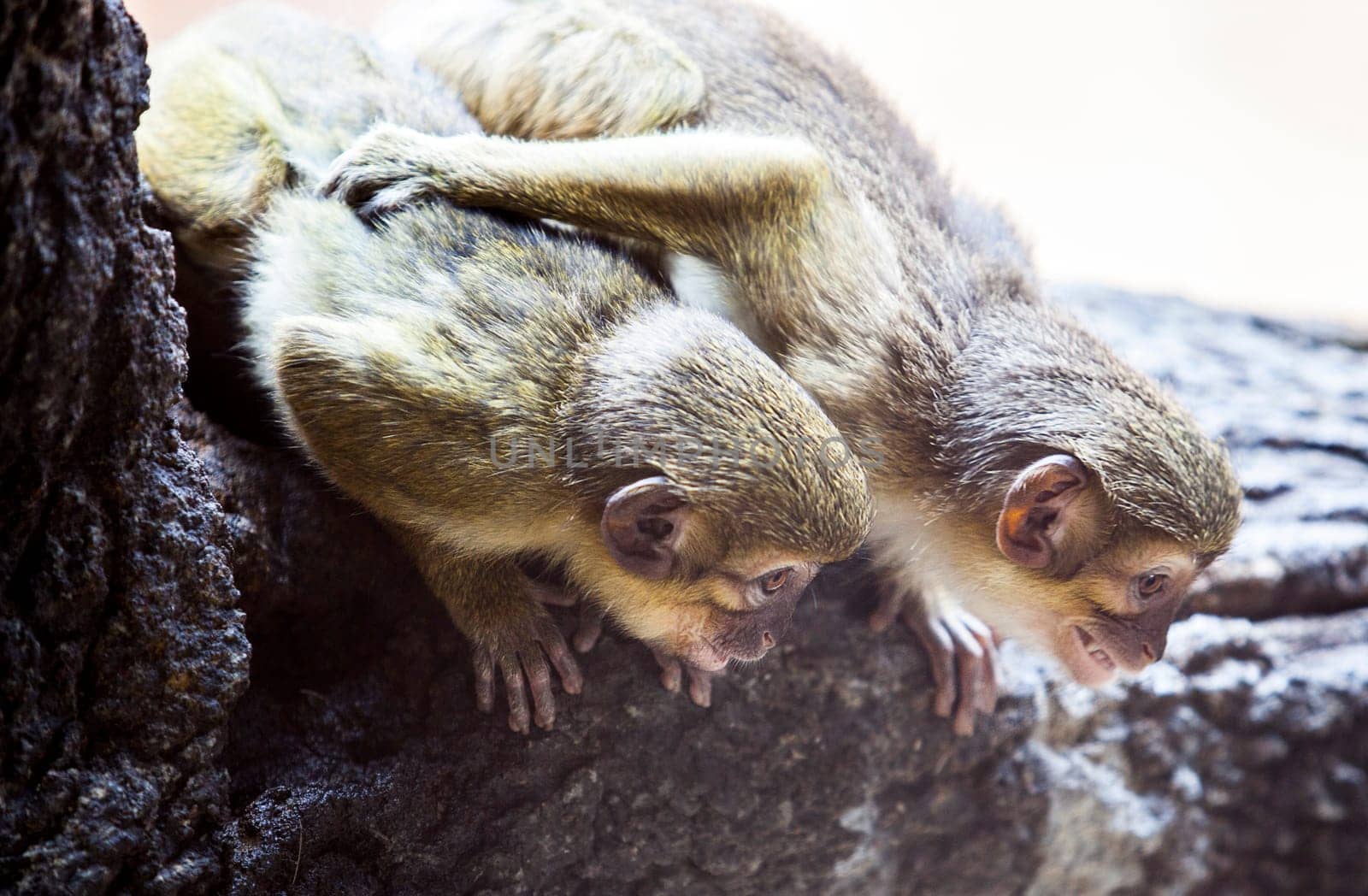 Two little funny gabon talapoin also known as the northern talapoins, Miopithecus ogouensis