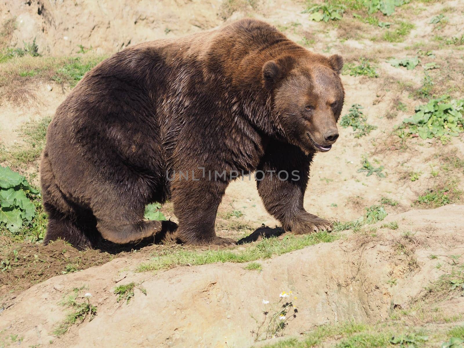 Kamchatka Brown Bear