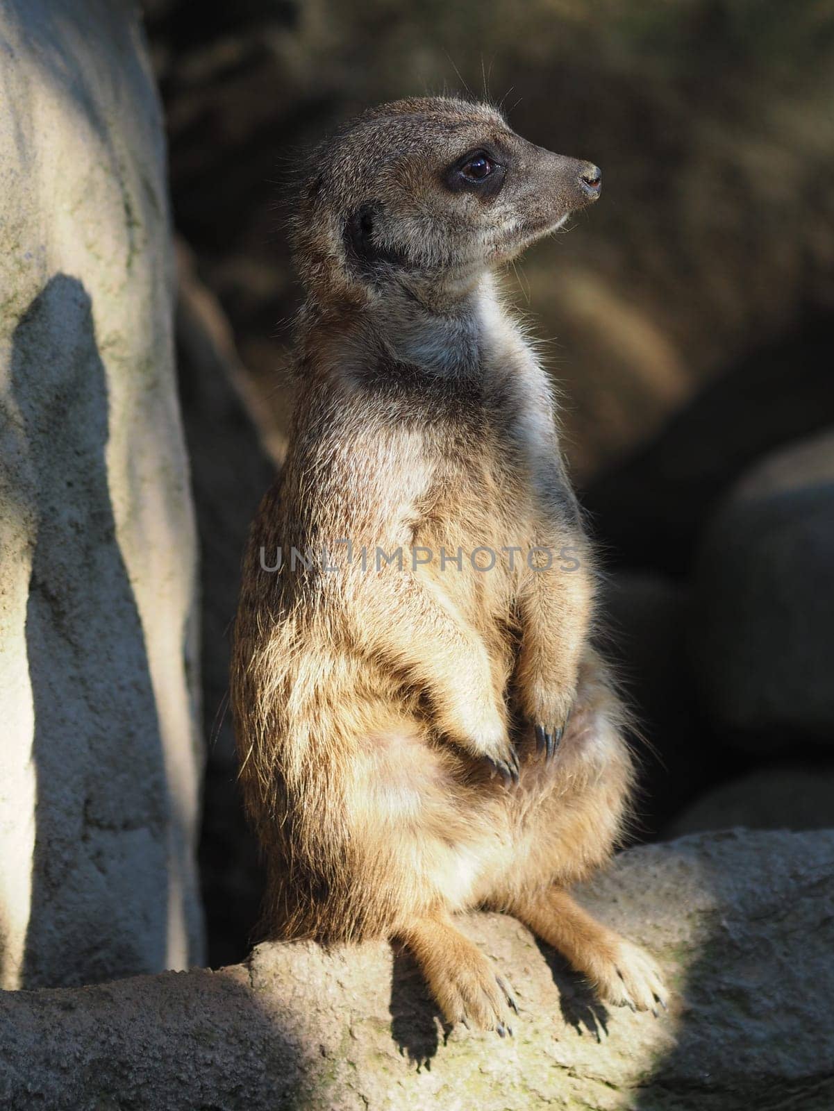 Meerkat
