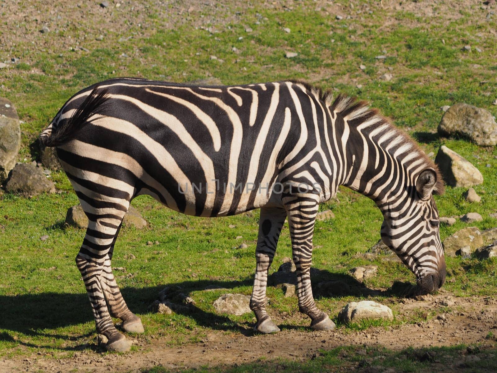 Steppe Zebra