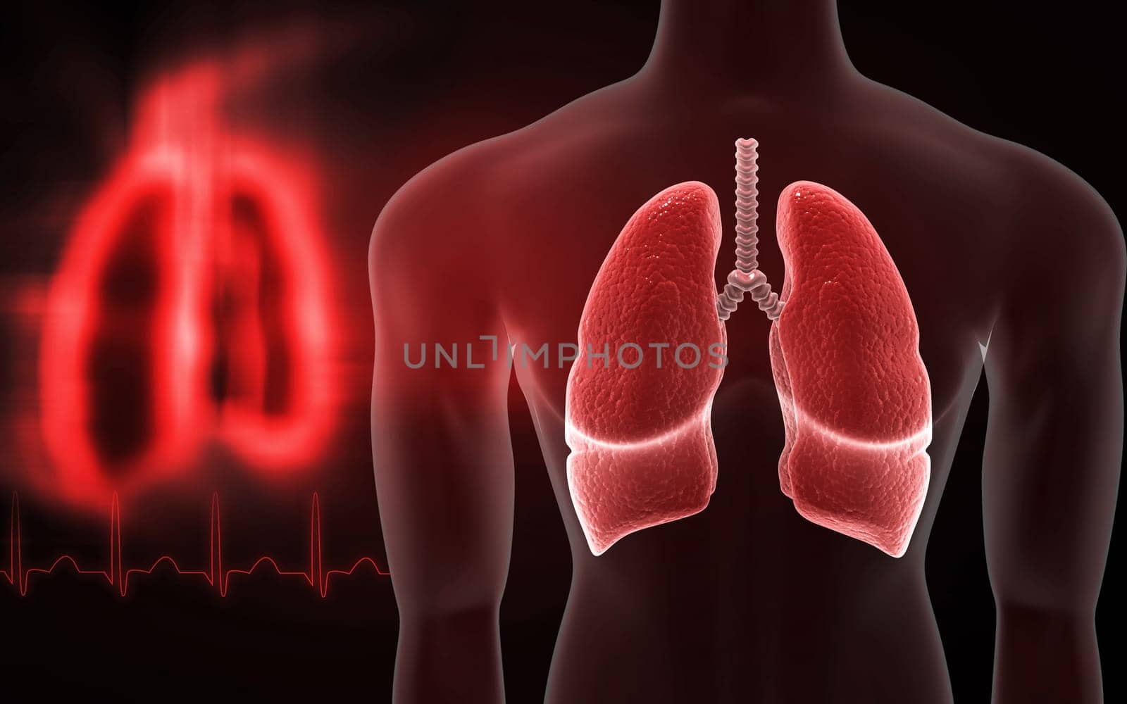 Digital illustration of human lungs in colour background