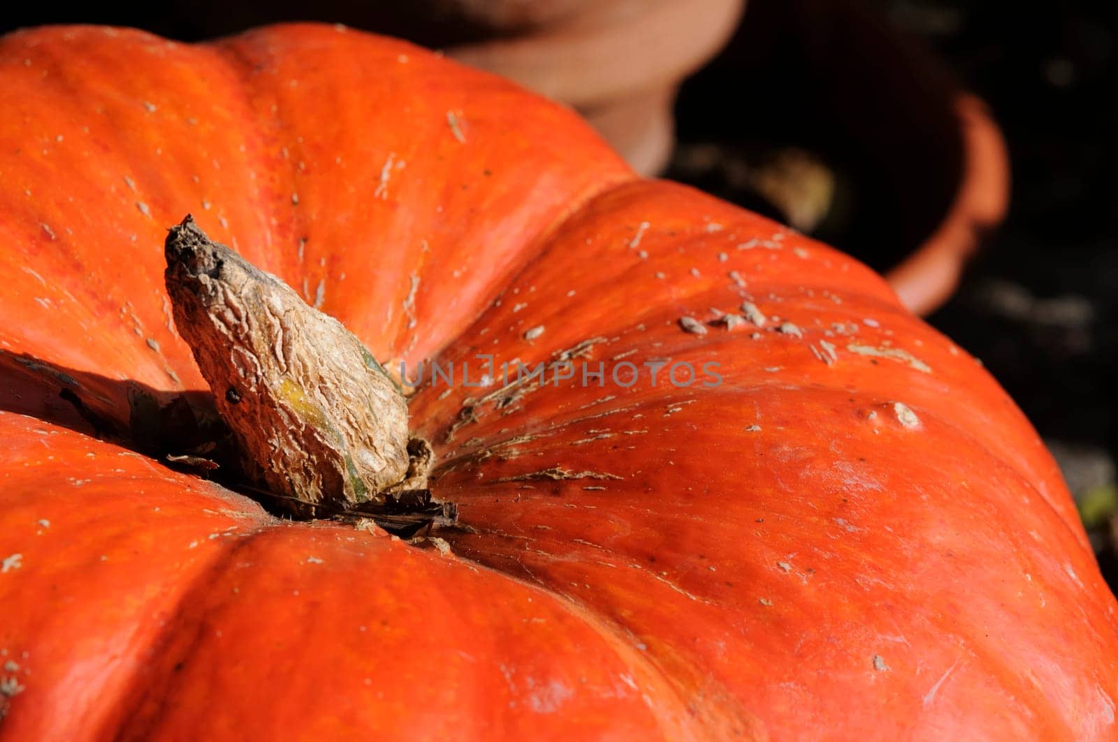 Pumpkin