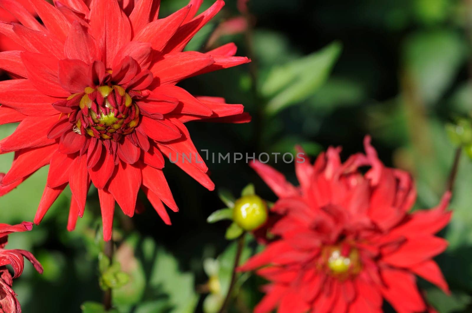 Dahlias