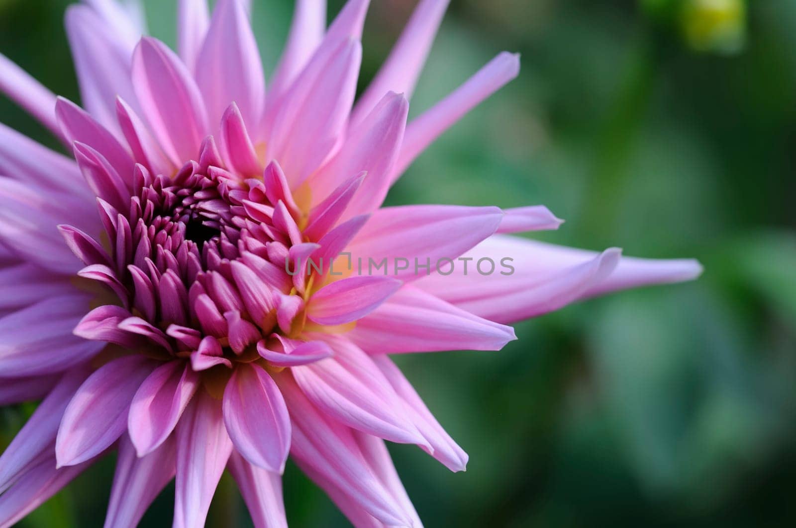 Dahlias