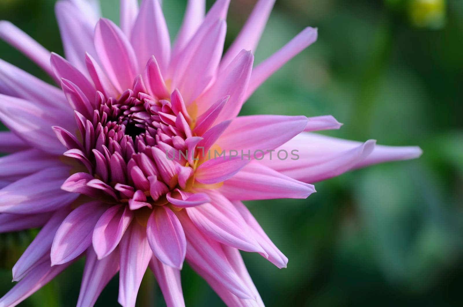 Dahlias