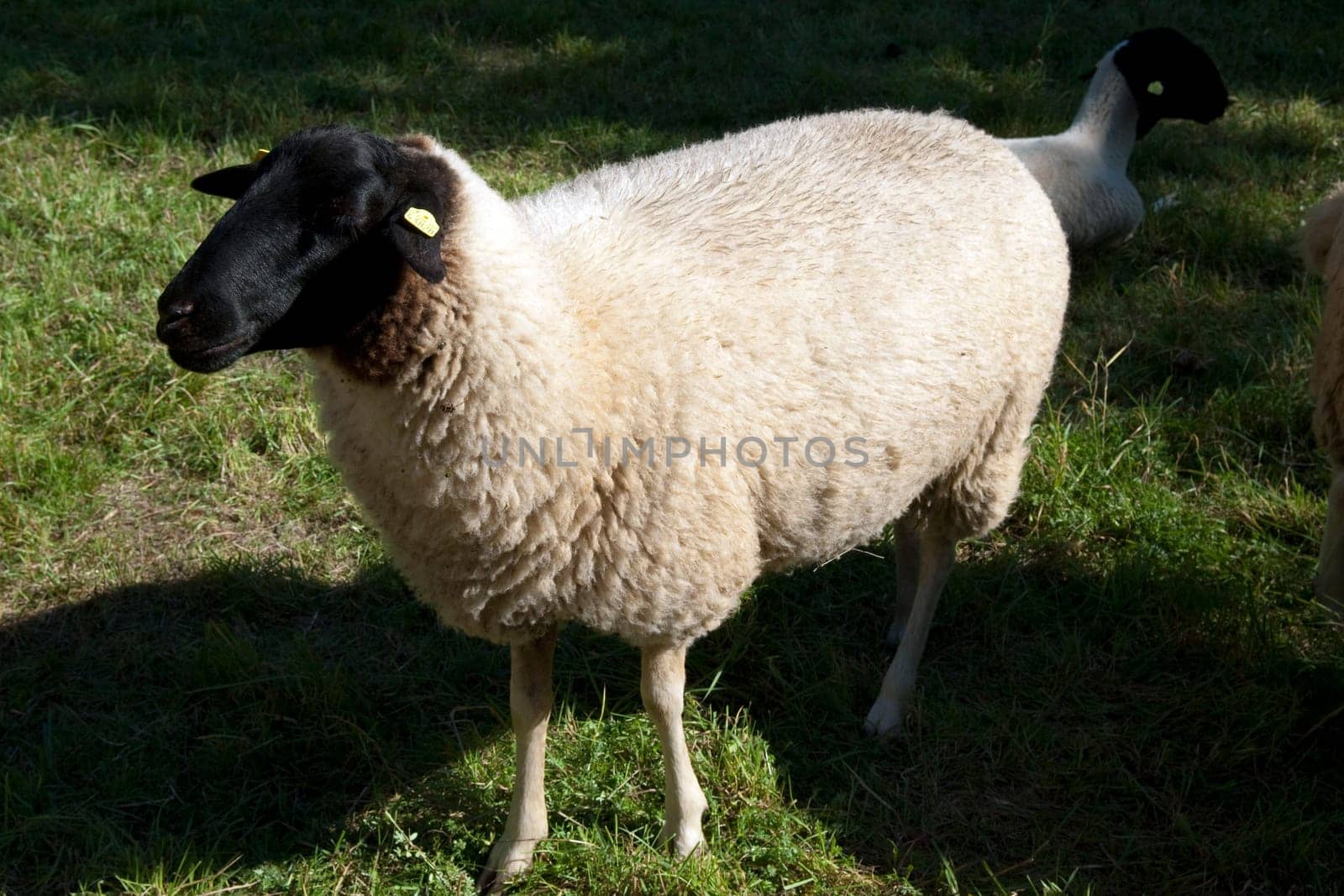 Rhoenschafe, gefaerdete, Schafrasse