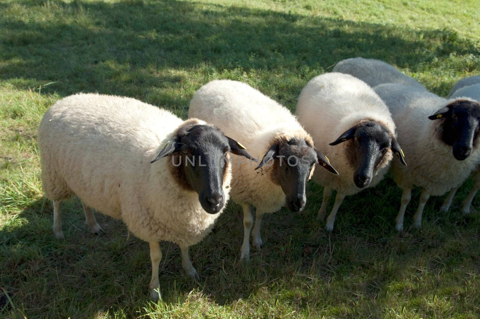 Rhoenschafe, gefaerdete, Schafrasse