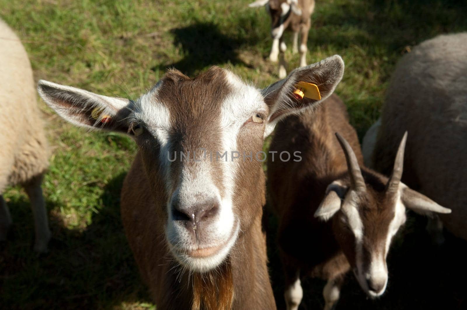 Thueringer, Waldziege, Bedrohte, gefaehrdet, Ziegenrasse