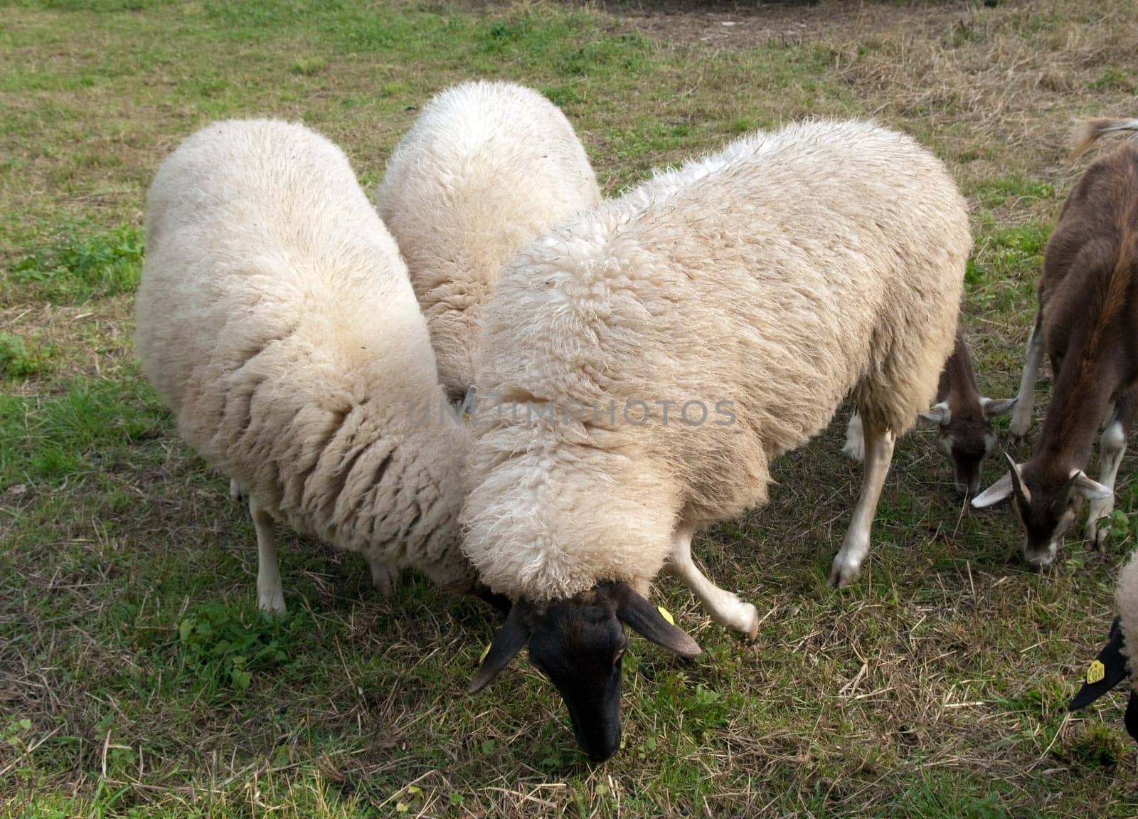 Rhoenschafe, gefaerdete, Schafrasse