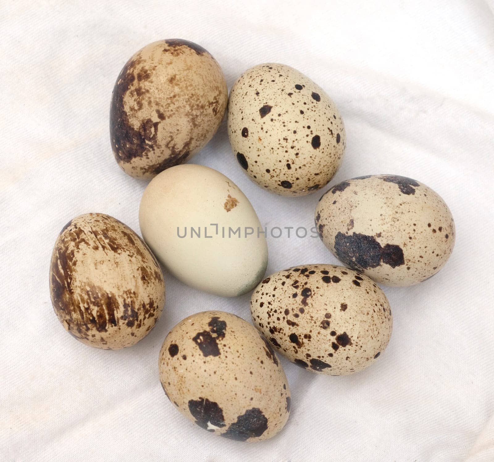 Quail eggs,quails,quail,Coturnix coturnix