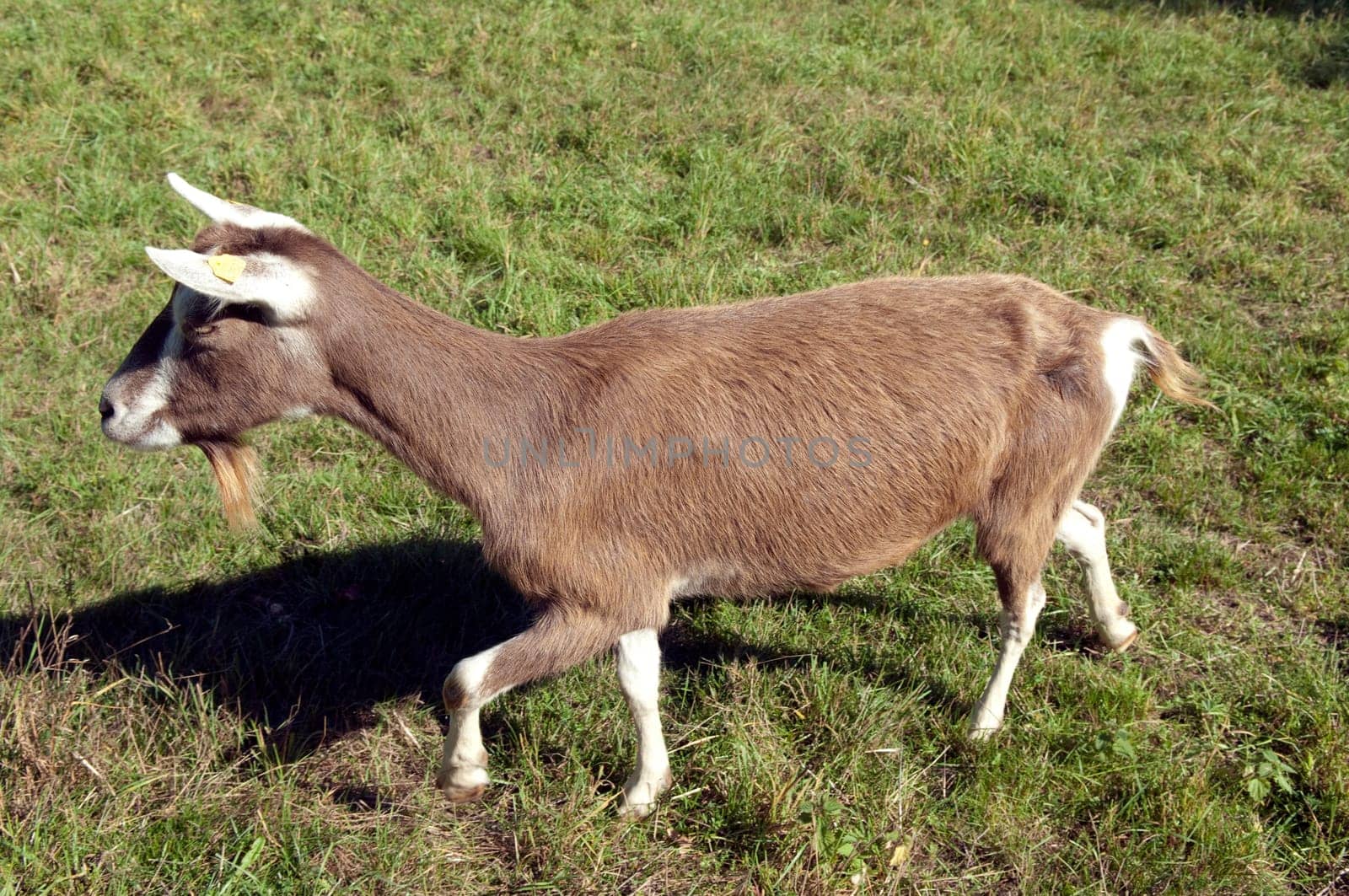 Thueringer, Waldziege, Bedrohte, gefaehrdet, Ziegenrasse