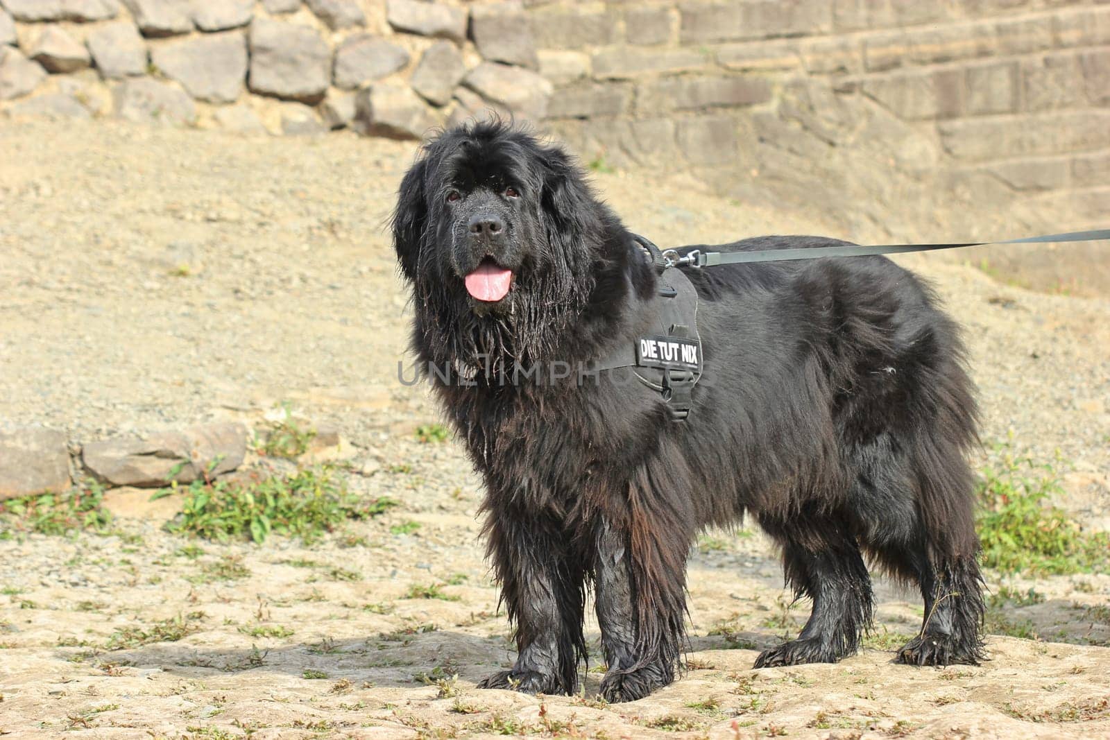 Six-year-old black Newfoundland on the Edersee
