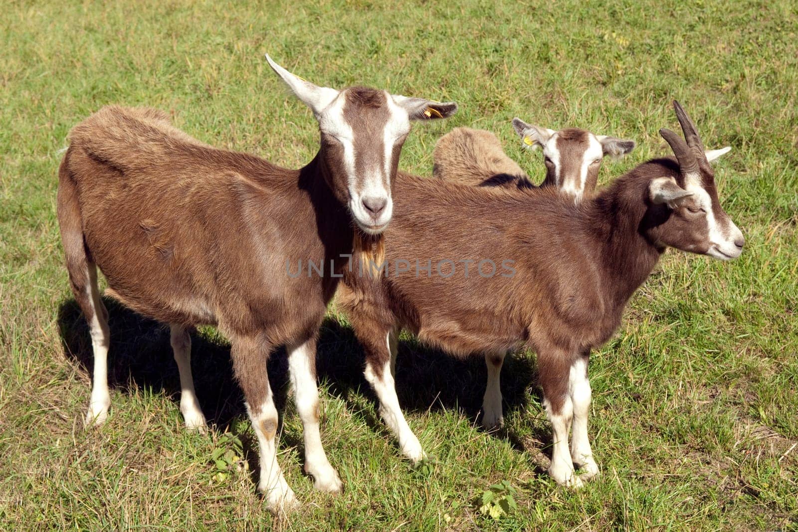 Thueringer, Waldziege, Bedrohte, gefaehrdet, Ziegenrasse