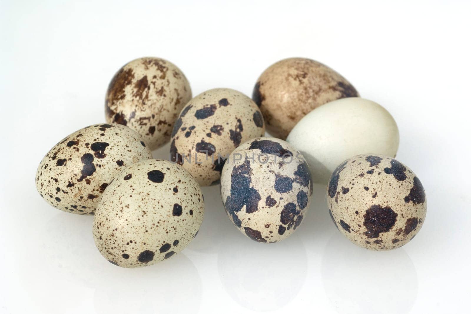 Wachteleier, Wachteln, Wachtel, Coturnix coturnix