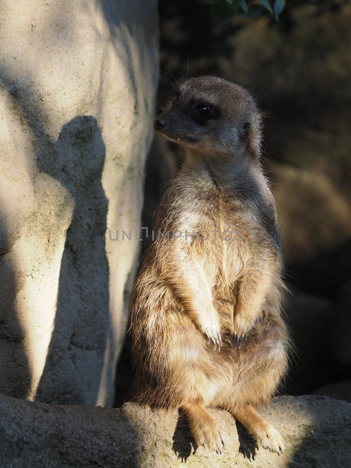 Meerkat
