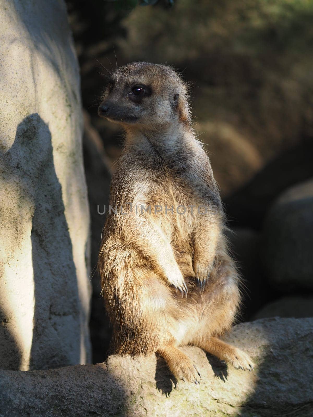 Meerkat