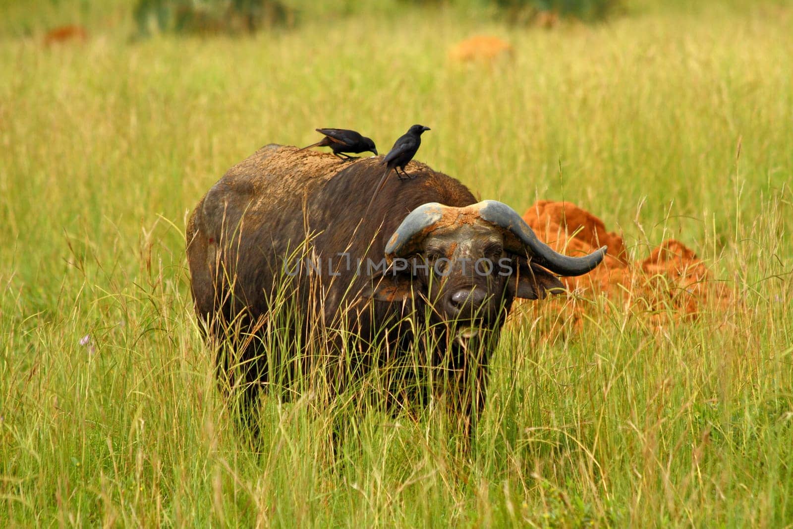 An African Cape Buffalo hides in the grass while grazing with two birds grooming his back.
