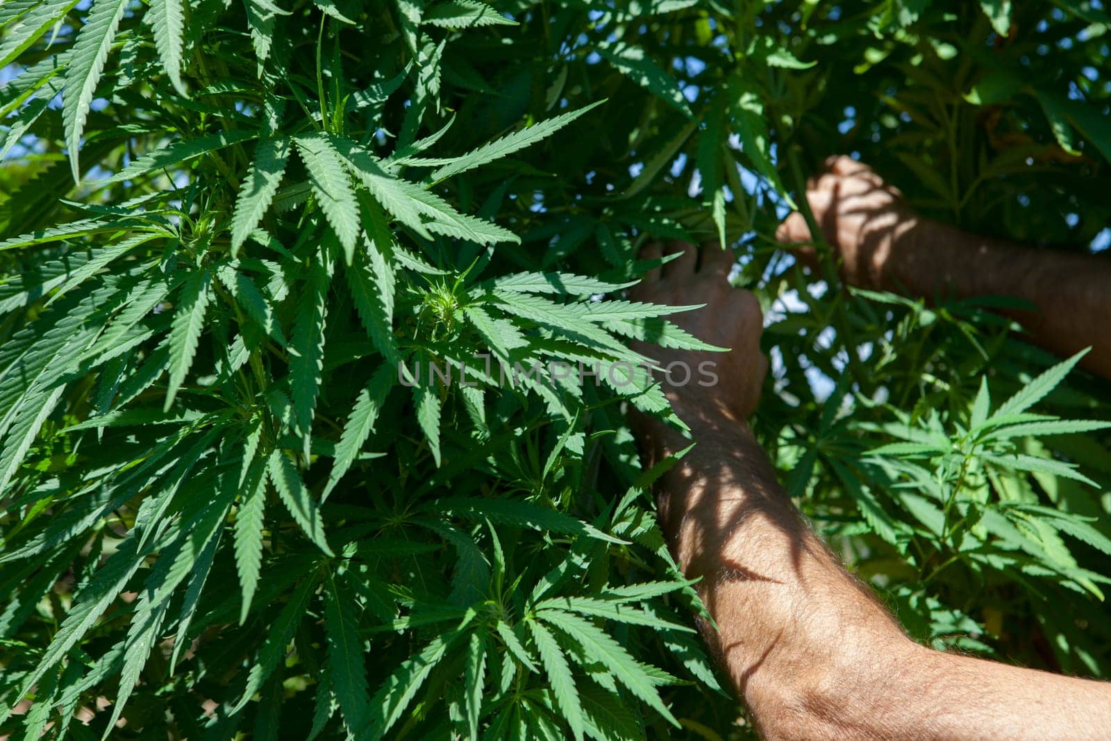 Closeup of fresh shoots of wild hemp in natural conditions over blue sky