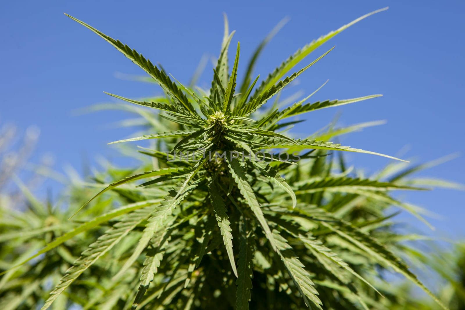 Closeup of fresh shoots of wild hemp in natural conditions over blue sky