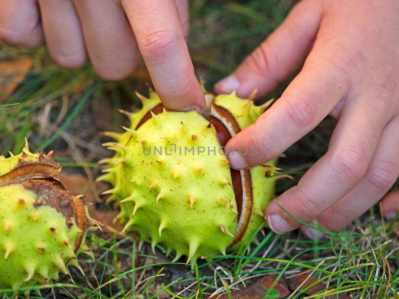 Child opens mature chestnut with his hands
