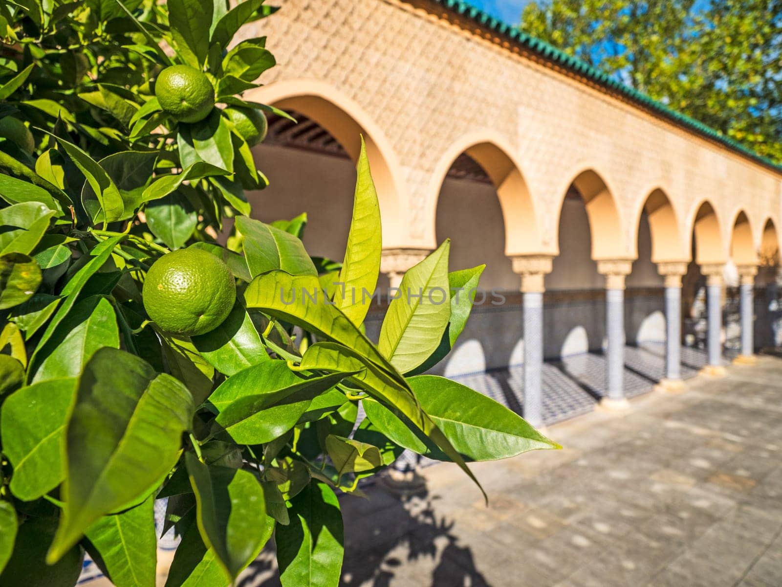 Lemon tree with Arabic vaulted architecture