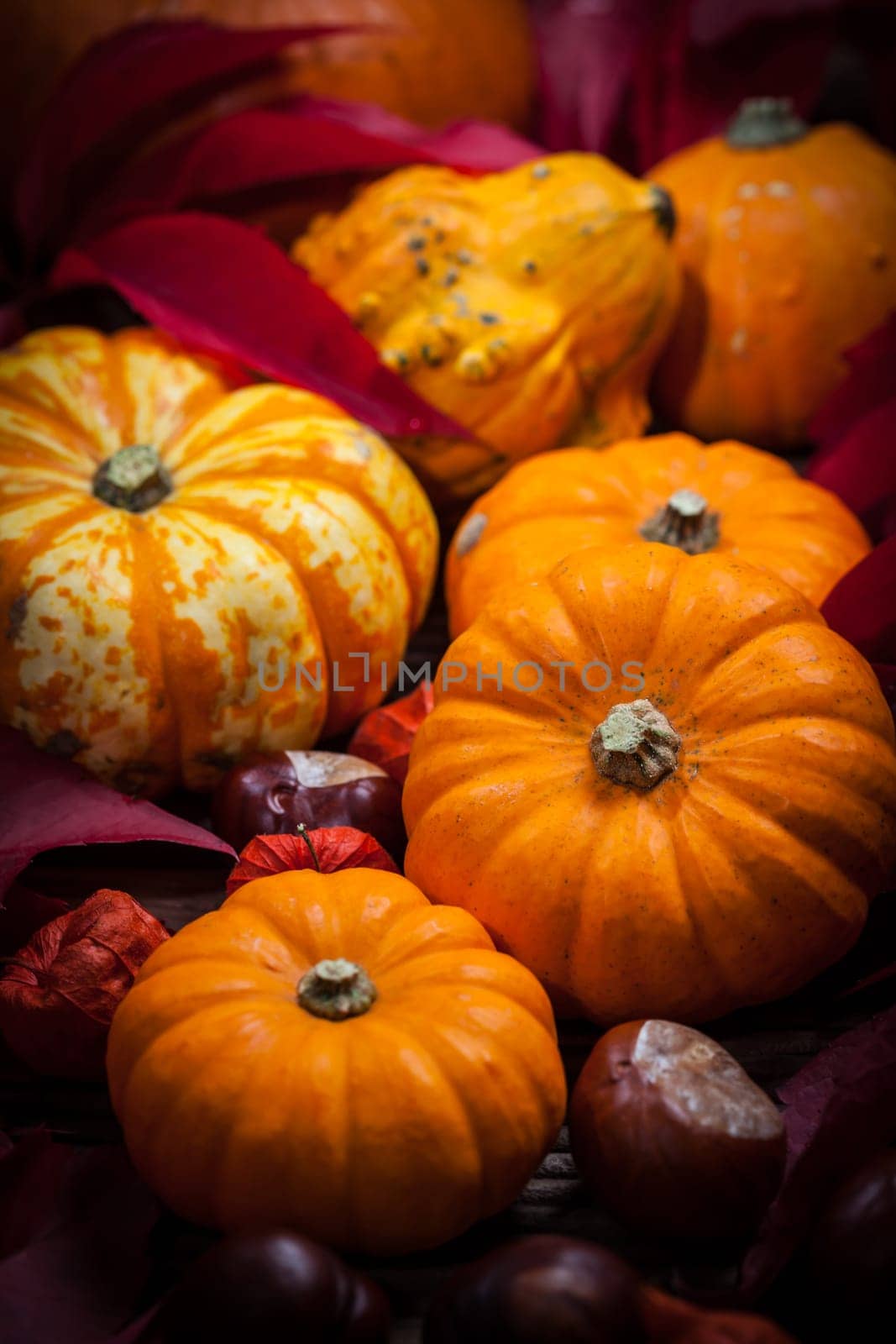 Traditional pumpkins for Thanksgiving and Halloween