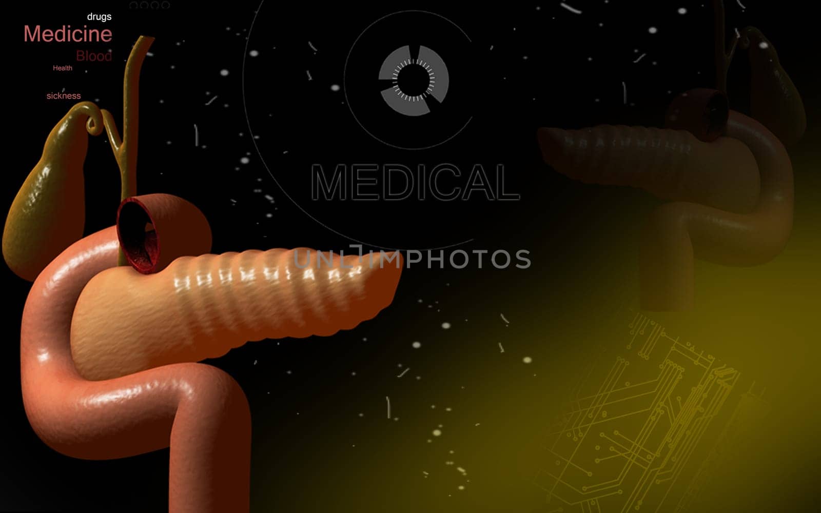 Digital illustration of pancreas in colour background