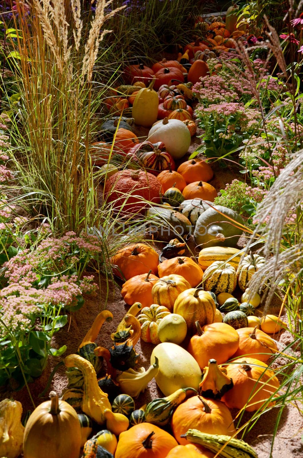 Pumpkin