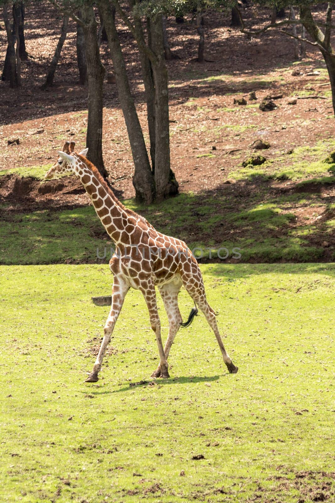 Giraffe in its natural environment