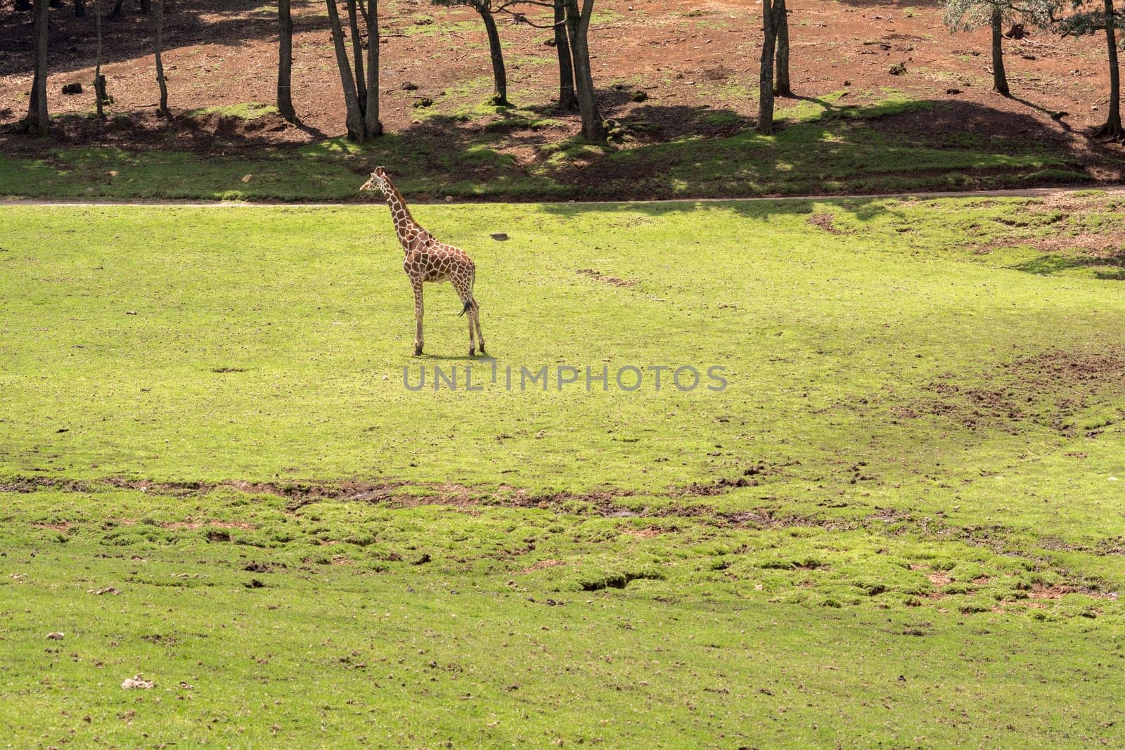 Giraffe in its natural environment