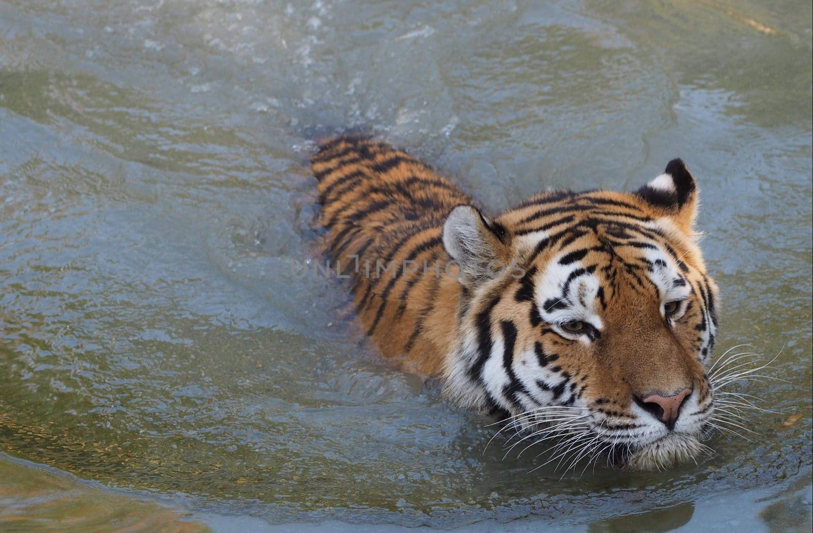 Siberian tiger