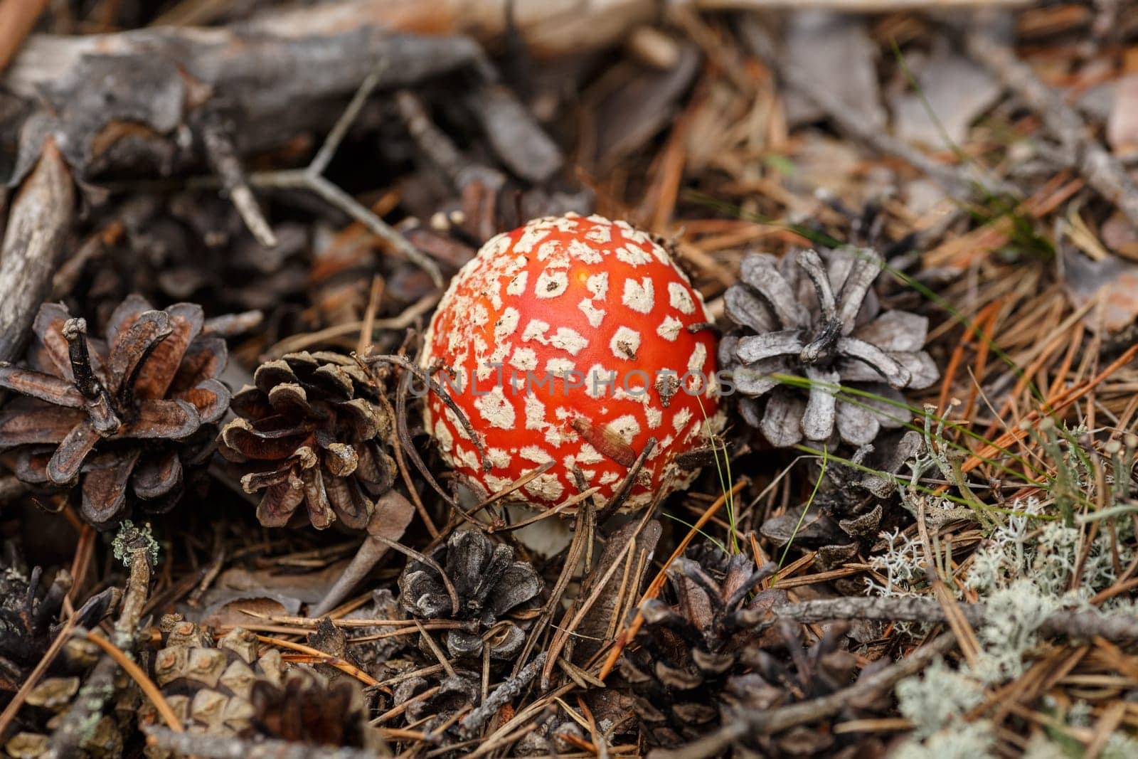Amanita muscaria (fly agaric) in the forest