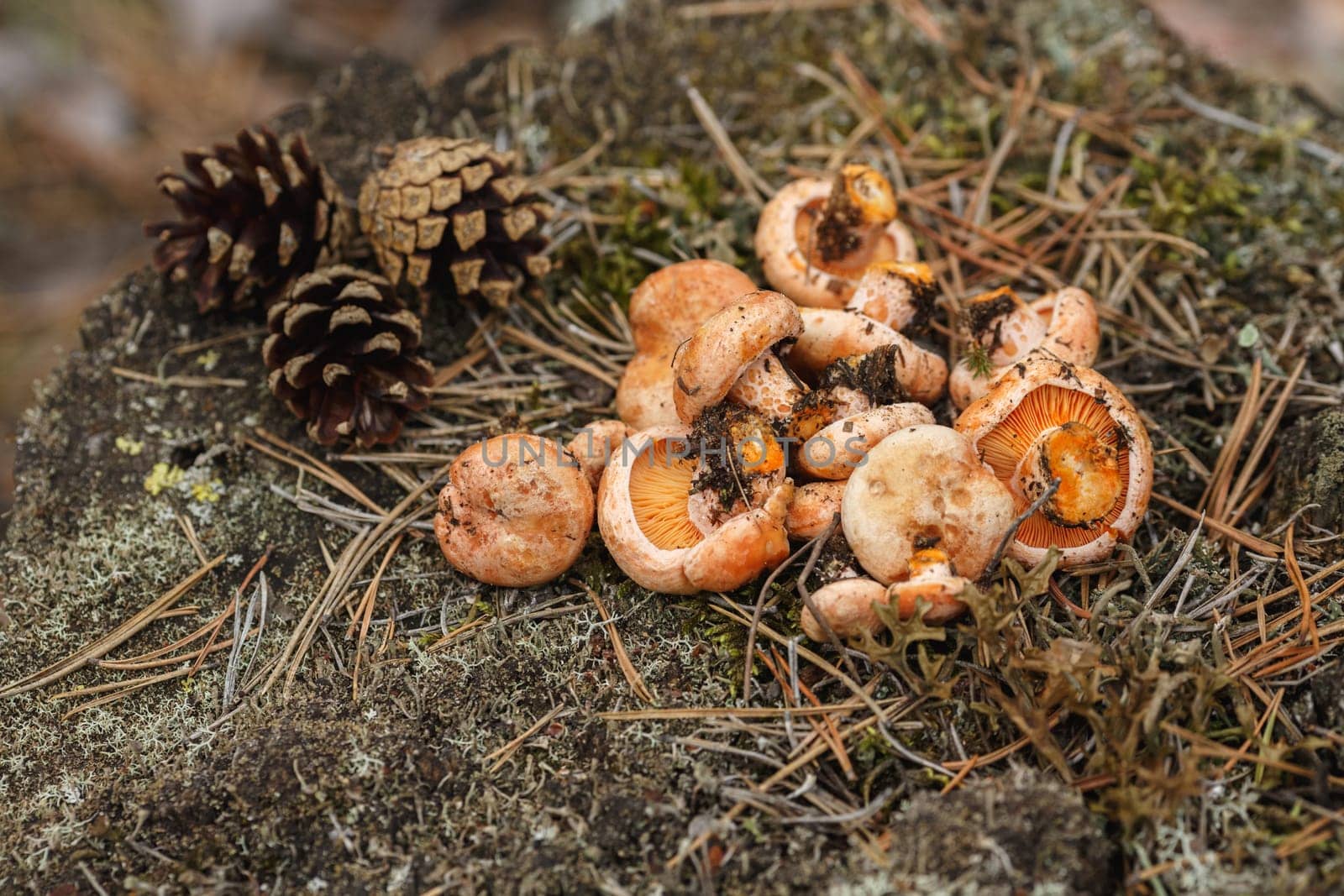 Freshly picked wild mushrooms (Lactarius deliciosus, saffron milk caps)