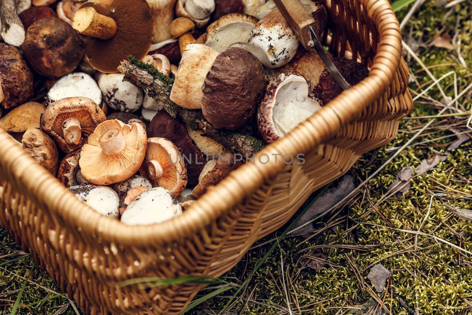 Weaved basket full of wild mushrooms (mainly of porcini)