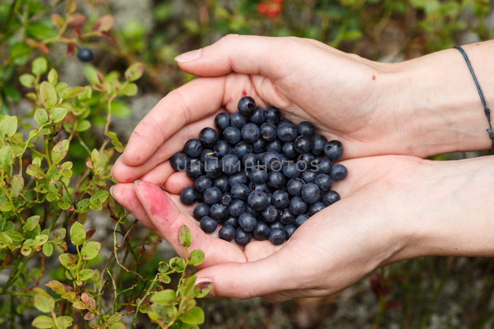 Female handful of freshly picked wild bilberries
